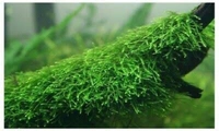 Java Moss – Easy Live Plant for Aquariums & Shrimp Tanks - 1 Pack