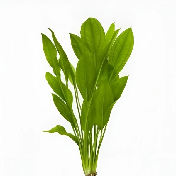 Echinodorus Argentinensis (Argentine Sword Plant) – Hardy Aquatic Plant for Aquascaping & Natural Filtration - Small(3-6 Inch), 5 Rooted Plants