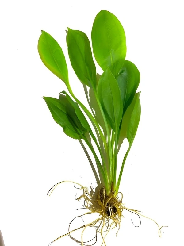 Echinodorus Argentinensis (Argentine Sword Plant) – Hardy Aquatic Plant for Aquascaping & Natural Filtration - Small(3-6 Inch), 5 Rooted Plants