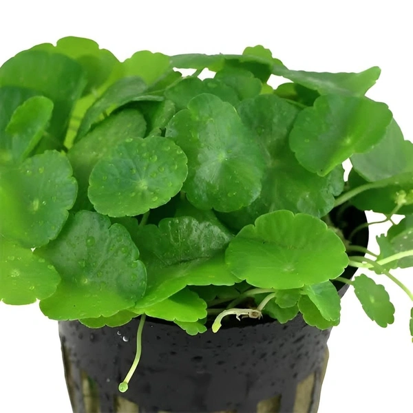 Hydrocotyle Vulgaris – Lush Creeping Aquarium Plant for Foreground & Carpets | Easy Low-Tech Aquascaping Choice - 20 Stems