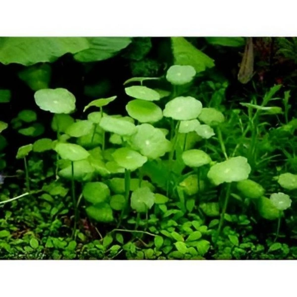 Hydrocotyle Vulgaris – Lush Creeping Aquarium Plant for Foreground & Carpets | Easy Low-Tech Aquascaping Choice - 20 Stems