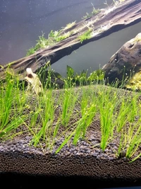 Dwarf Hair Grass (Eleocharis Parvula) – Easy-Grow Aquarium Foreground Carpet Plant - 1 Bunch
