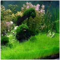 Dwarf Hair Grass (Eleocharis Parvula) – Easy-Grow Aquarium Foreground Carpet Plant - 1 Bunch
