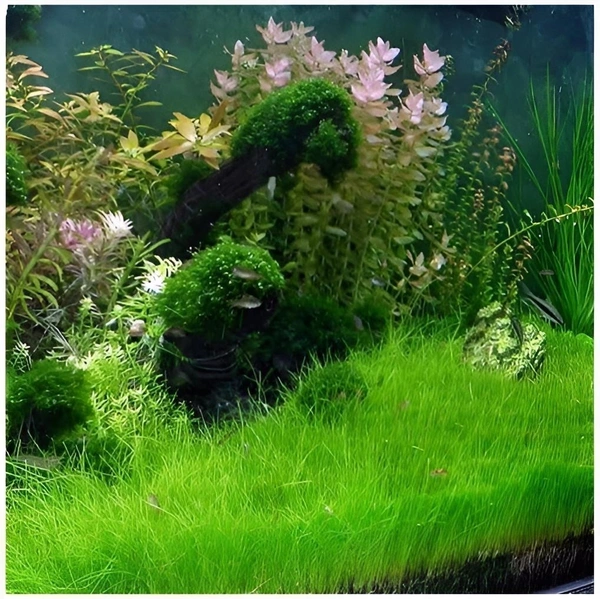 Dwarf Hair Grass (Eleocharis Parvula) – Easy-Grow Aquarium Foreground Carpet Plant - 1 Bunch