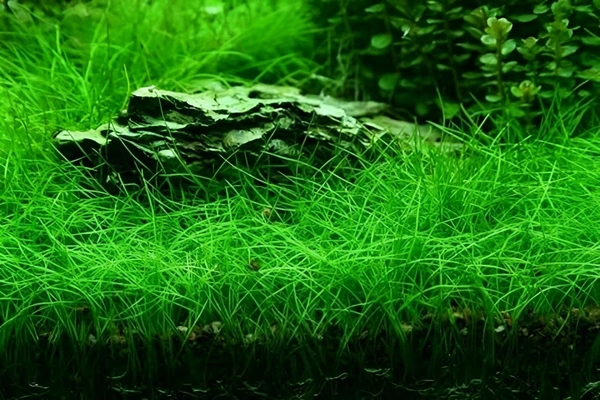 Dwarf Hair Grass (Eleocharis Parvula) – Easy-Grow Aquarium Foreground Carpet Plant - 1 Bunch