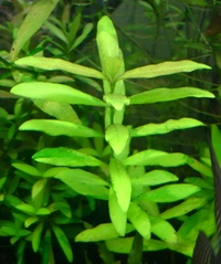 Hygrophila Polysperma – Hardy, Fast-Growing Aquatic Plant for Vibrant & Healthy Aquariums - 1 Stem