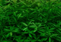 Hygrophila Polysperma – Hardy, Fast-Growing Aquatic Plant for Vibrant & Healthy Aquariums - 1 Stem