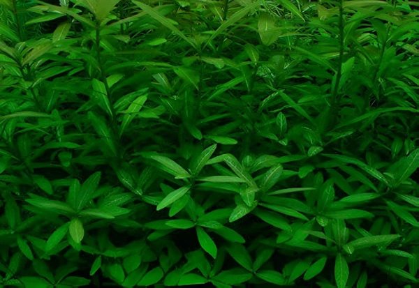 Hygrophila Polysperma – Hardy, Fast-Growing Aquatic Plant for Vibrant & Healthy Aquariums - 1 Stem