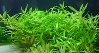 Hygrophila Polysperma – Hardy, Fast-Growing Aquatic Plant for Vibrant & Healthy Aquariums - 1 Stem
