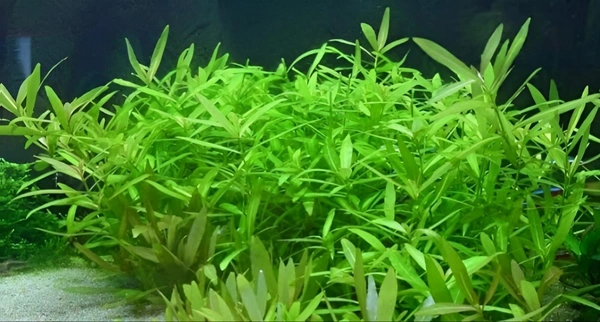 Hygrophila Polysperma – Hardy, Fast-Growing Aquatic Plant for Vibrant & Healthy Aquariums - 1 Stem