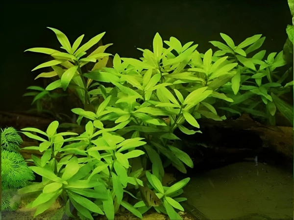 Hygrophila Polysperma – Hardy, Fast-Growing Aquatic Plant for Vibrant & Healthy Aquariums - 1 Stem