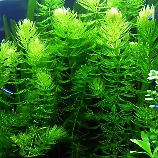 Hornwort (Ceratophyllum demersum) – Fast-Growing Oxygenating Aquarium Plant for Clear & Healthy Water - 1 Bunch, 20-25 Stems