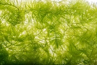 Hornwort (Ceratophyllum demersum) – Fast-Growing Oxygenating Aquarium Plant for Clear & Healthy Water - 1 Bunch, 20-25 Stems