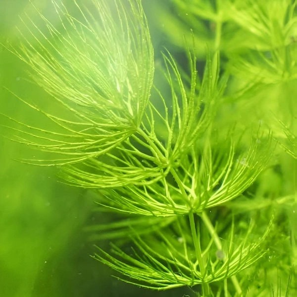 Hornwort (Ceratophyllum demersum) – Fast-Growing Oxygenating Aquarium Plant for Clear & Healthy Water - 1 Bunch, 20-25 Stems