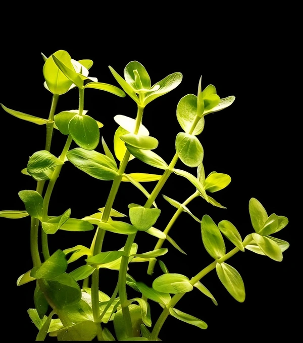 Bacopa Caroliniana – Lush Aquatic Stem Plant for Aquariums | Bacopa Caroliniana - 1 Stem