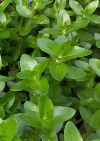 Bacopa Caroliniana – Lush Aquatic Stem Plant for Aquariums | Bacopa Caroliniana - 1 Stem