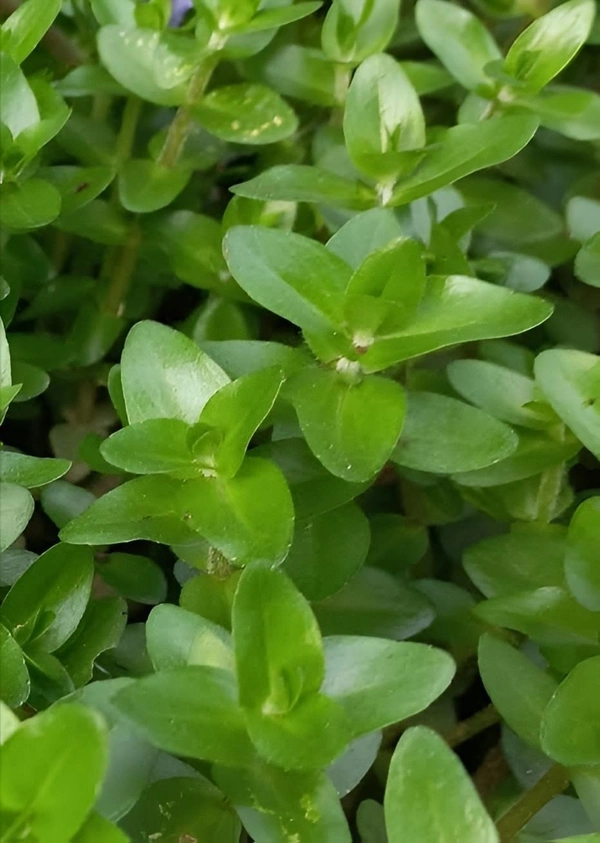 Bacopa Caroliniana – Lush Aquatic Stem Plant for Aquariums | Bacopa Caroliniana - 1 Stem