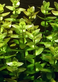 Bacopa Caroliniana – Lush Aquatic Stem Plant for Aquariums | Bacopa Caroliniana - 1 Stem