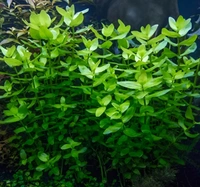 Bacopa Caroliniana – Lush Aquatic Stem Plant for Aquariums | Bacopa Caroliniana - 1 Stem