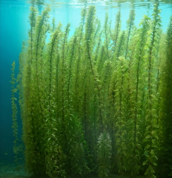 Aquarium Plants Elodea Aquarium Plant – Live Oxygenating Aquatic Plant for Freshwater Aquariums, Easy Care & Fast Growth - 1 Bundle, 15-20 Stem