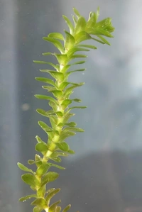 Aquarium Plants Elodea Aquarium Plant – Live Oxygenating Aquatic Plant for Freshwater Aquariums, Easy Care & Fast Growth - 1 Bundle, 15-20 Stem