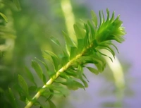 Aquarium Plants Elodea Aquarium Plant – Live Oxygenating Aquatic Plant for Freshwater Aquariums, Easy Care & Fast Growth - 1 Bundle, 15-20 Stem