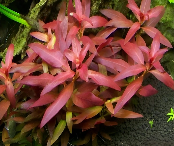 Aquarium Plant Ludwigia Glandulosa Red Aquarium Plant – Vibrant Red Stem Plant for Aquascaping - Stem, Red