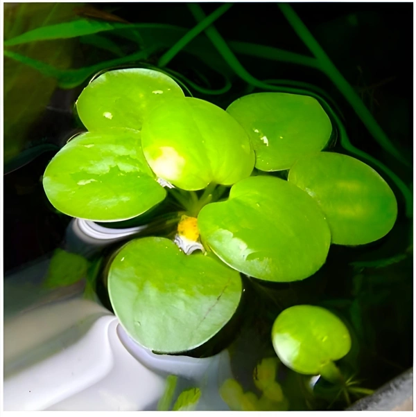 Aquarium Plants Amazon Frogbit Floating Aquarium Plant Live | Fast-Growing, Easy Care, Natural Cover for Fish & Shrimp - Medium