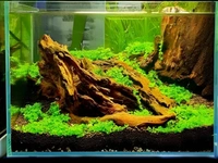 Aquarium Plants Monte Carlo Carpet Plant for Aquarium Micranthemum Tweediei Low-Growing Foreground Carpet - 1 Packet