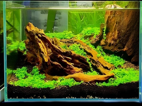 Aquarium Plants Monte Carlo Carpet Plant for Aquarium Micranthemum Tweediei Low-Growing Foreground Carpet - 1 Packet