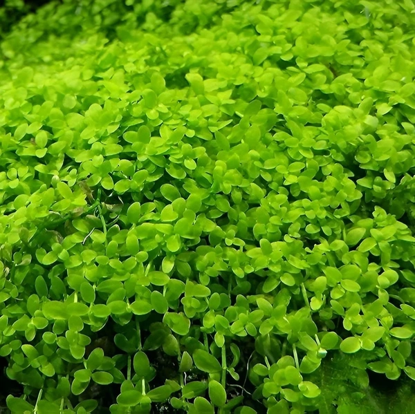Aquarium Plants Monte Carlo Carpet Plant for Aquarium Micranthemum Tweediei Low-Growing Foreground Carpet - 1 Packet