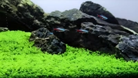Aquarium Plants Monte Carlo Carpet Plant for Aquarium Micranthemum Tweediei Low-Growing Foreground Carpet - 1 Packet