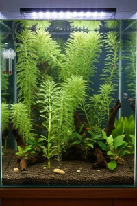 Parrot Feather Aquarium Plant (Myriophyllum aquaticum) Live Freshwater Stem Plant