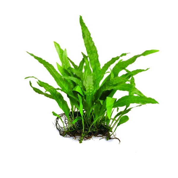Java Fern – Easy Live Aquarium Plant for Beginners | Hardy, Low Light, No CO₂ Needed - Single Rhizome with 8–10+ Leaves