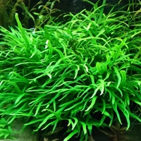 Java Fern – Easy Live Aquarium Plant for Beginners | Hardy, Low Light, No CO₂ Needed - Single Rhizome with 8–10+ Leaves