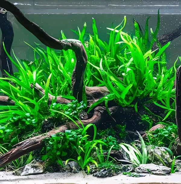 Java Fern – Easy Live Aquarium Plant for Beginners | Hardy, Low Light, No CO₂ Needed - Single Rhizome with 8–10+ Leaves