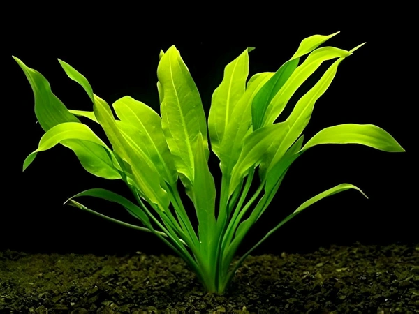 Amazon Sword – Lush & Hardy Aquarium Plant for Freshwater Tanks - 1 Rooted Plant, 4-8 Inch