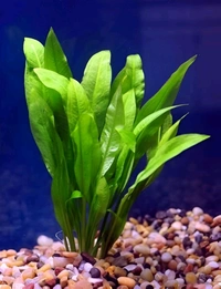 Amazon Sword – Lush & Hardy Aquarium Plant for Freshwater Tanks - 1 Rooted Plant, 4-8 Inch