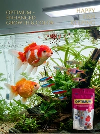 PCG Optimum Optimum Fish Food 100g – Premium Mini Pellet Feed for All Aquarium Fish - 100GM