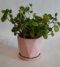 Pastel Pink Ceramic Planter - D*H : 5.5*5 inches
