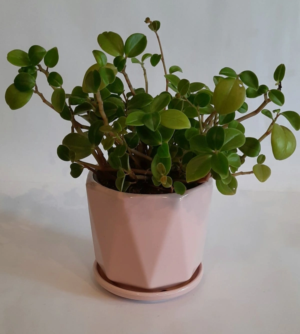 Pastel Pink Ceramic Planter - D*H : 5.5*5 inches