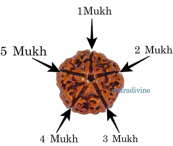 5 Mukhi Rudraksh - Brown, Medium 