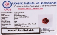 5 Mukhi Rudraksh - Brown, Medium 
