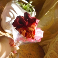 Bloody Orange Cocktail Combo - wine red , caramel,  organza pink, M