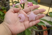 Rose Quartz , Opalite Pendent  - opalite stone