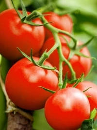 tomato (ಟೊಮೆಟೊ)  - 1KG