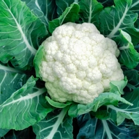 cauliflower (ಹೂಕೋಸು)  - 1Piece