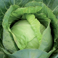 cabbage - 1 piece