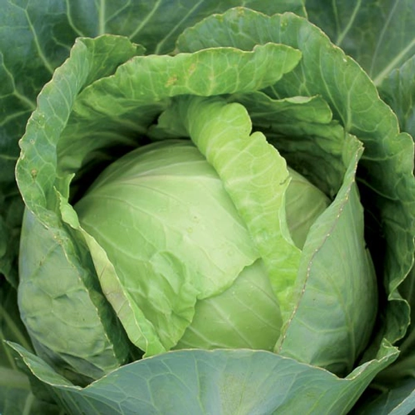 cabbage - 1 piece