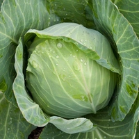 cabbage - 1 piece